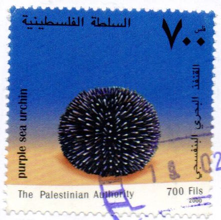 Gaza stamps - purple sea urchin